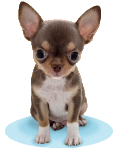 Chihuahua puppie