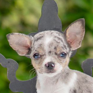 Teacup Chihuahua for sale Chabela