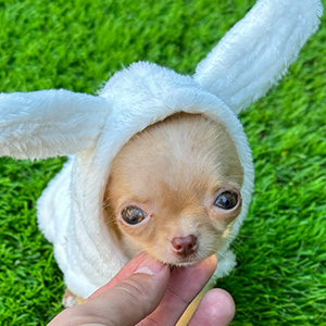 Micro Chihuahua puppy Chepe