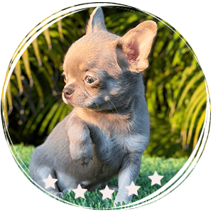Chihuahua puppy - Baloo