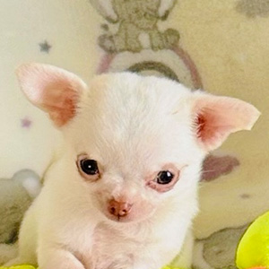 Teacup Chihuahua puppy Chloe