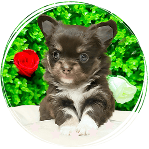 Chihuahua puppy - Bruno