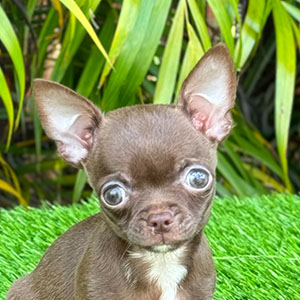 Chihuahua puppy Coco