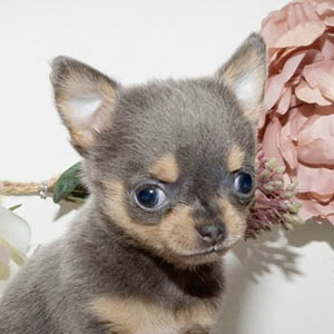 Micro Chihuahua Coronita