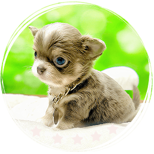 Micro Chihuahua puppy - Darwin