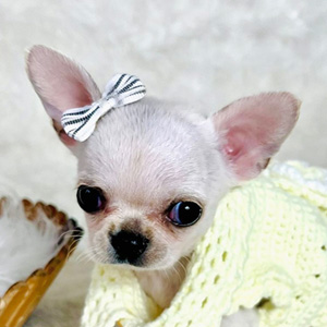 Teacup Chihuahua Frida