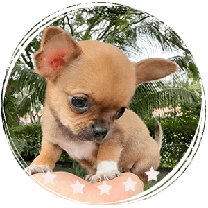 Chihuahua puppy - Frodo