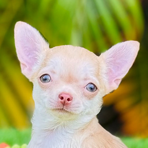 Chihuahua puppy Gloria