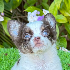 Chihuahua puppy Hershey
