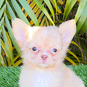 Chihuahua puppy King