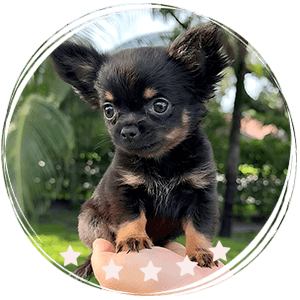 Chihuahua puppy - Lia