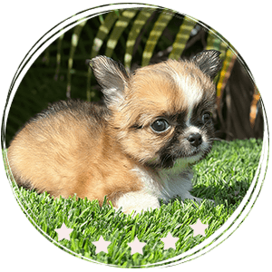 Chihuahua puppy - Lian