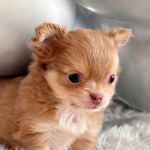 Teacup Chihuahua Little Lion