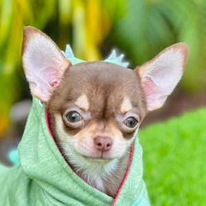 Chihuahua puppy Lulu