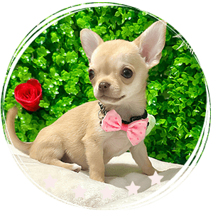 Chihuahua puppy - Honey