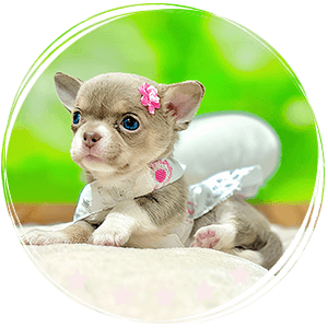 Micro Chihuahua puppy - Mimi