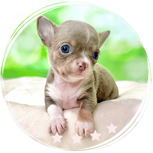 Micro Chihuahua puppy - Mr Spook