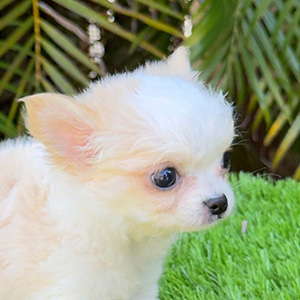 Chihuahua for sale Muffin