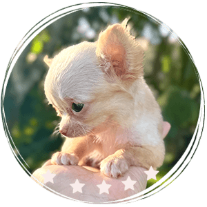 Chihuahua puppy - Nala