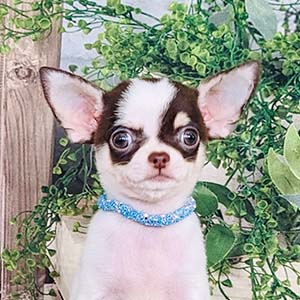 Micro Chihuahua Panchito