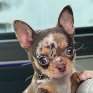 Micro Chihuahua puppy Pappi