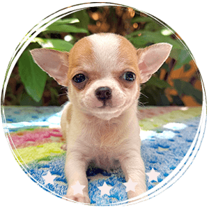 Chihuahua puppy - Perla