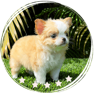 Chihuahua puppy - Piero