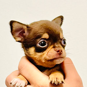Micro Chihuahua for sale Romeo