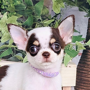Micro Chihuahua Rosita