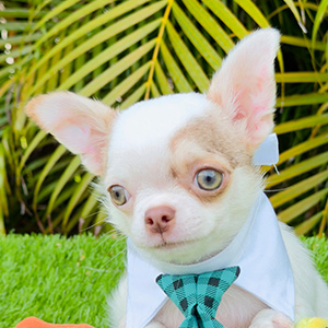 Chihuahua puppy Skipper