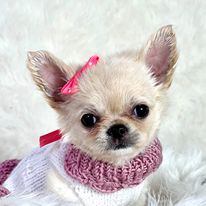 Teacup Chihuahua Tajin