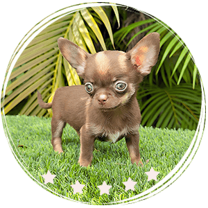 Chihuahua puppy - Taquito