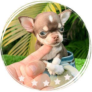 Micro Chihuahua puppy - Totopito