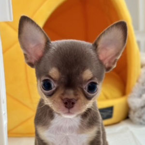 Micro Chihuahua Totopo