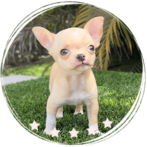 Chihuahua puppy - Vito