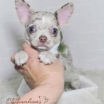 Teacup Chihuahua Alfred