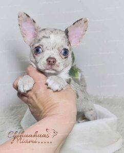 Teacup Chihuahua Alfred