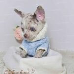 Teacup Chihuahua Alfred