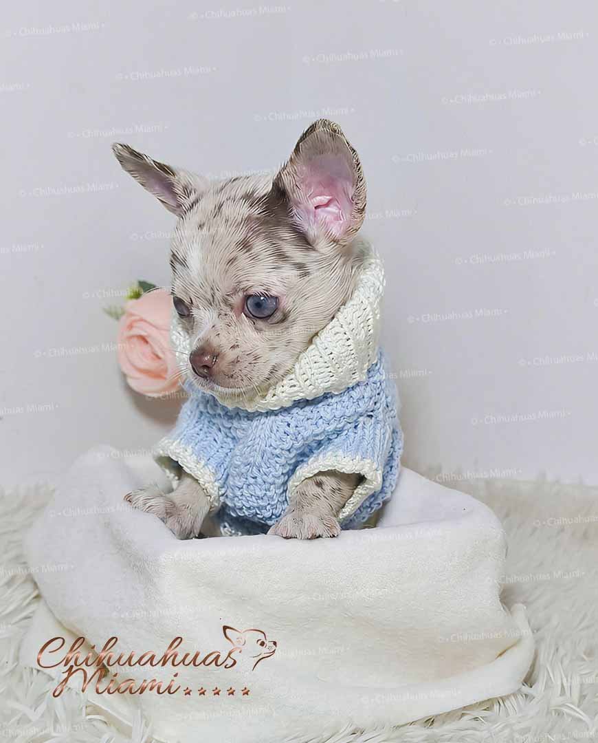 Teacup Chihuahua Alfred