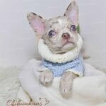 Teacup Chihuahua Alfred