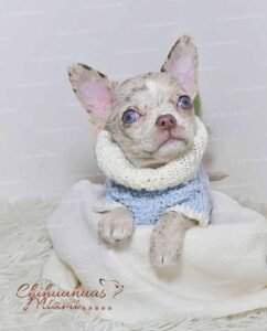 Teacup Chihuahua Alfred