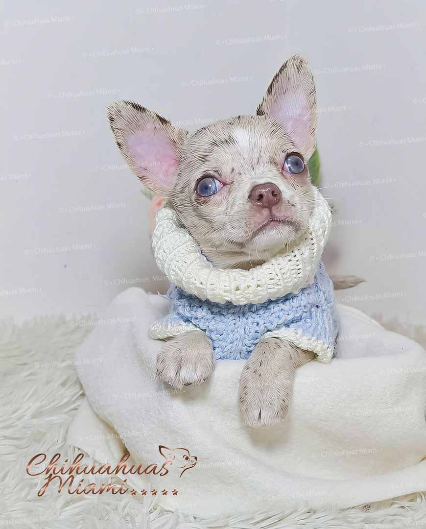 Teacup Chihuahua Alfred