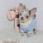 Teacup Chihuahua Alfred