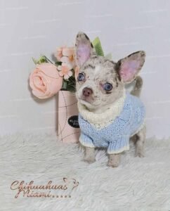 Teacup Chihuahua Alfred