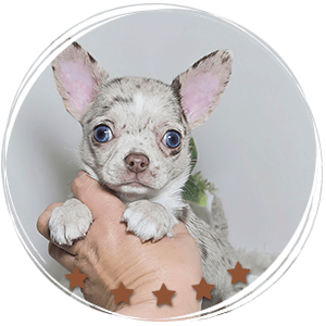 Teacup Chihuahua Alfred