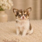 Teacup Chihuahua Asher