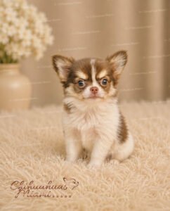Teacup Chihuahua Asher