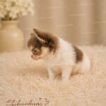 Teacup Chihuahua Asher