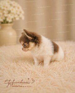 Teacup Chihuahua Asher