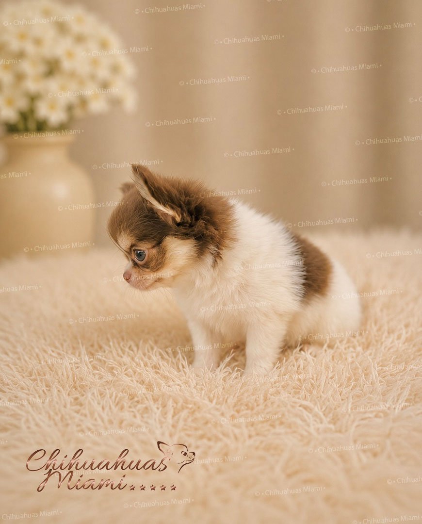 Teacup Chihuahua Asher